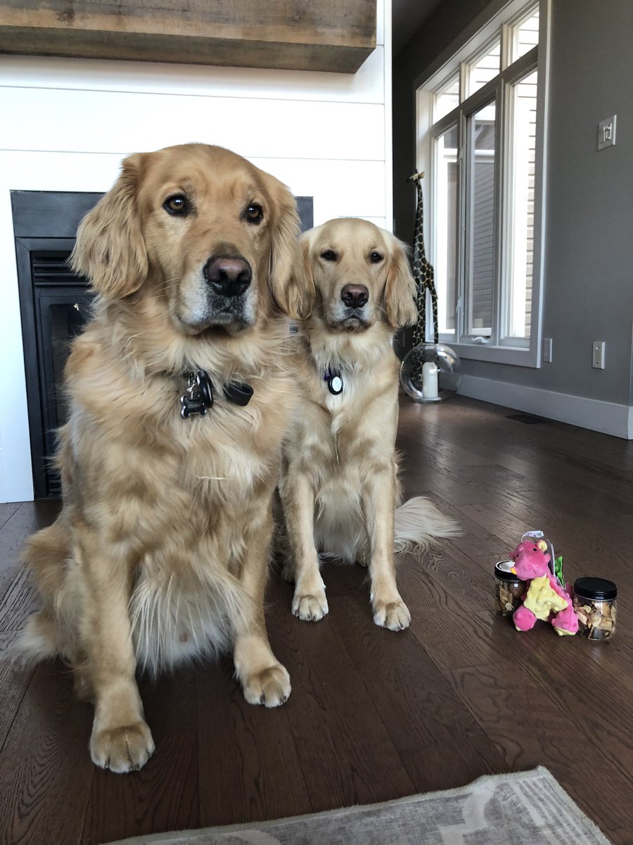 Happy Monday! Our attempt to hide in M&D’s suitcases didn’t workout… but that’s ok… cuz Wendy is coming to stay with us! Wooohooo!! #dogsoftwitter #staycation #bennysndbowie