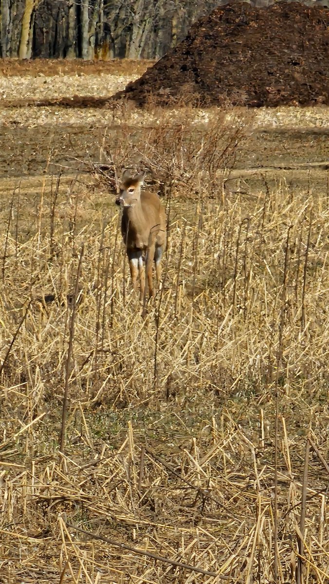 TheeSnides's tweet photo. @CTVKitchener That looks like Fred!  He has been missing from the Bloomingdale area for a couple weeks.   Please send him back across the river so he can entertain us more. Maybe he ate all the tasty food in our flowerbeds and is still hungry.. 😃🥰🦌 https://t.co/NI87WO7vJX