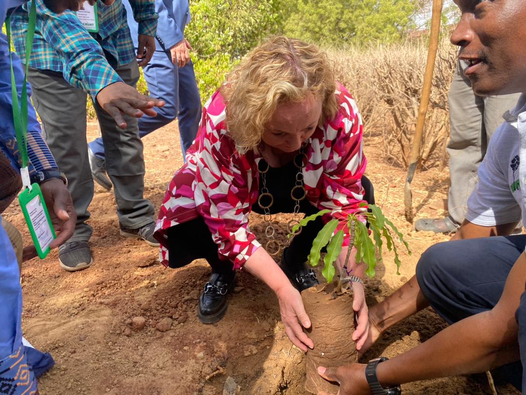 La Représentante Spéciale de l'UE pour le Sahel a visité le projet UE-APSAN, mis en œuvre par ICRISAT. @ecdelre a eu droit à une présentation du projet, une visite des laboratoires, fermes agricoles et serres. Elle a aussi planté un arbre, symbole de son attachement à ce projet.
