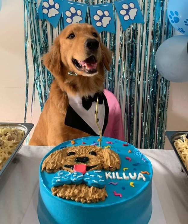 sugatradamus's tweet photo. Golden retrievers are literally the sweetest, most obedient, caring and loving, they are often utilized as “therapy dogs” how can anyone hurt such a beautiful creature? Ignorance of the law excuses no one. Make sure that man rots in jail @pawsphilippines !! 

#JusticeForKillua https://t.co/svttTl3VNP