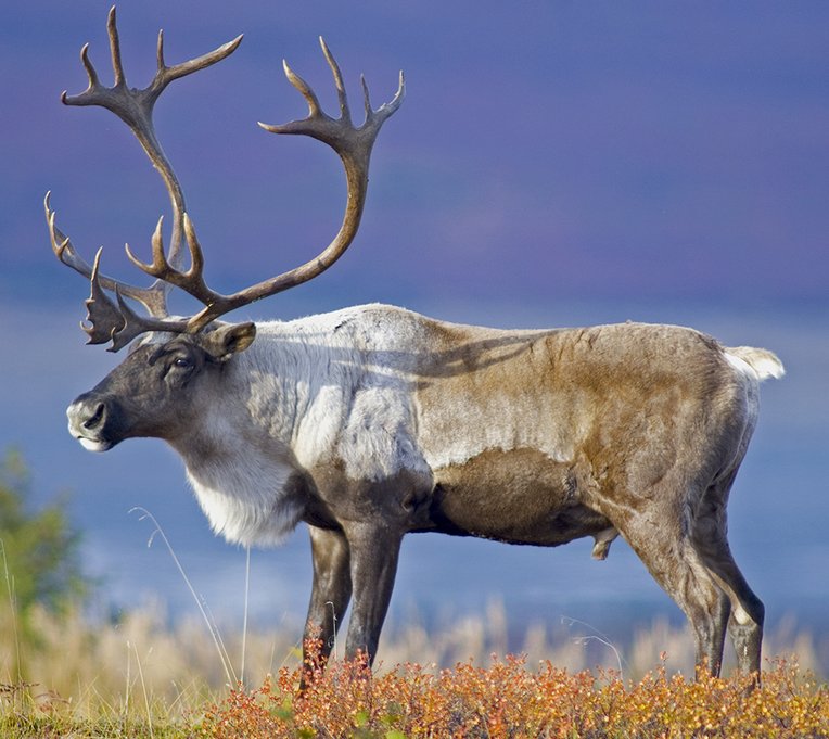 reindeer ζ tweet media