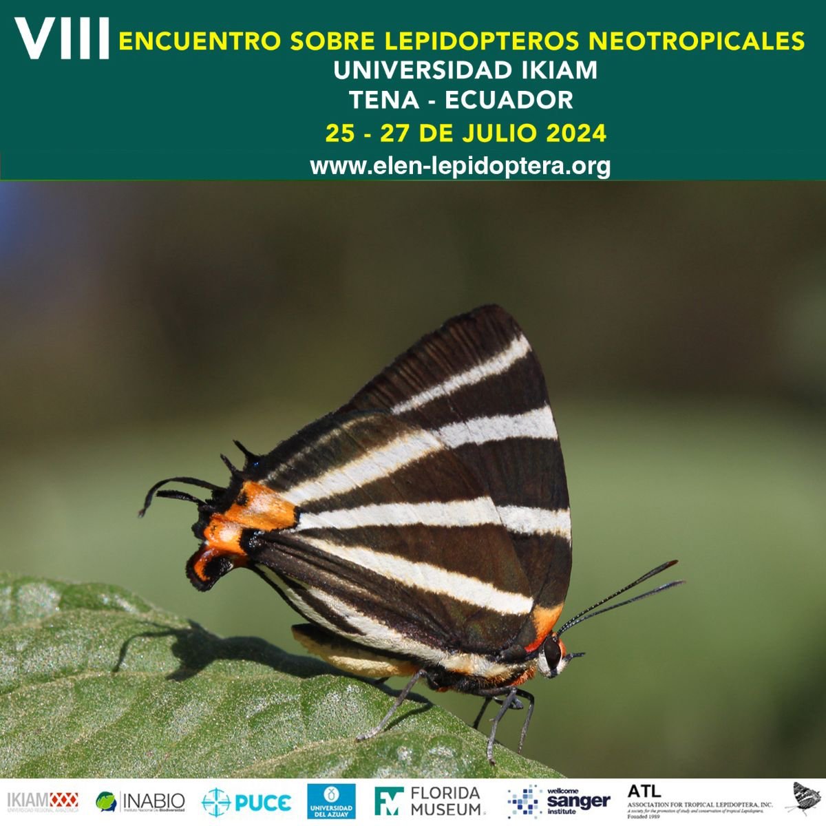 elen2024's tweet photo. *Panthiades bathildis*
Muchas mariposas de la familia Lycaenidae tienen una 'cabeza falsa' en sus alas traseras que engaña a los depredadores. Aprende sobre los Lepidópteros Neotropicales en el #VIIIELENEcuador2024. Regístrate en https://t.co/Ljqz6fRN36 https://t.co/umx1RjcimR