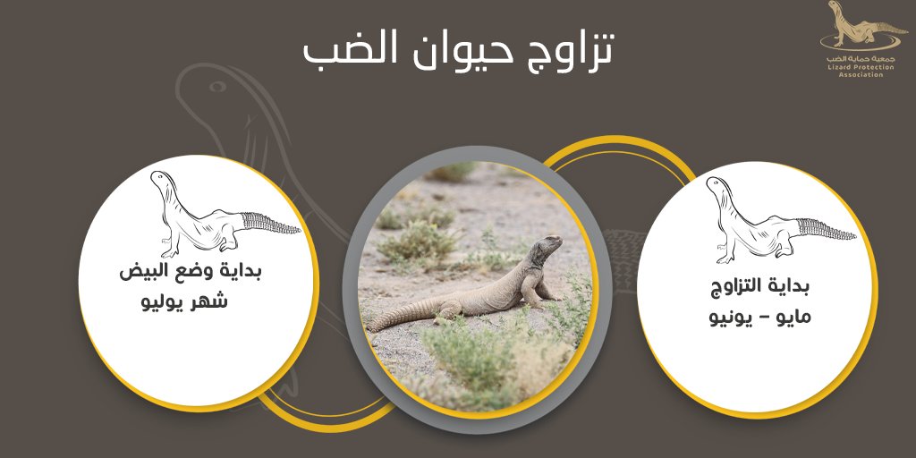 dap_ksa's tweet photo. تزاوج حيوان الضب
#ضب https://t.co/eqjwOBCbZn