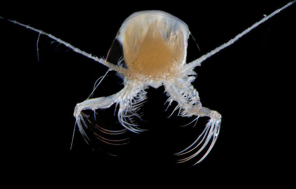 More than 340 scientists from 38 countries will gather in Hobart this week for a major international conference about marine zooplankton, the most abundant and diverse ‘eco-influencers’ on the planet: utas.au/ei @Zoop_Symposium