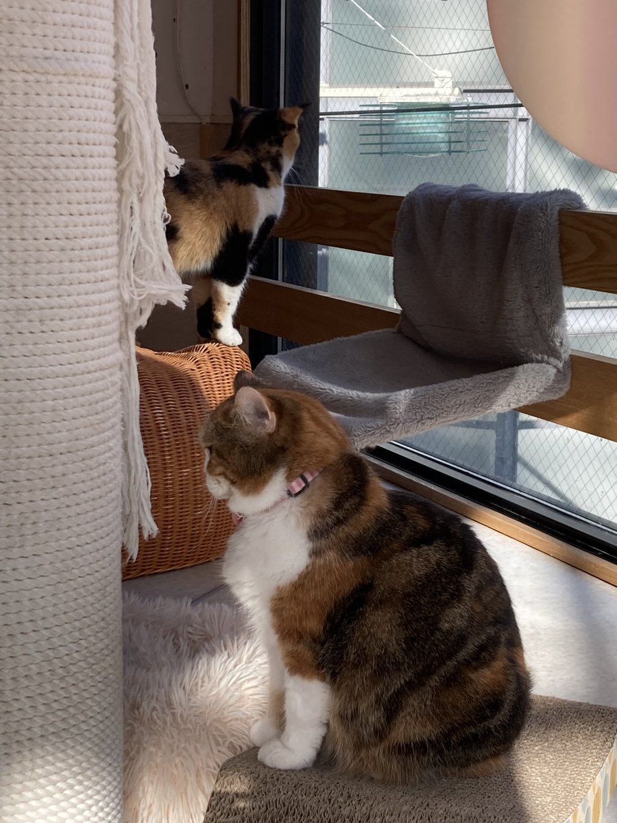 Spent a ridiculous amount of money visiting a Japanese cat cafe to be ignored by cats. Can do that for free at home. Here’s some active ignoring. #CatsOfTwitter