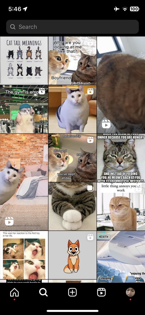 bubblebuttiess's tweet photo. @OvileeMay And cat memes ❤️ https://t.co/OPS5zcG0cR