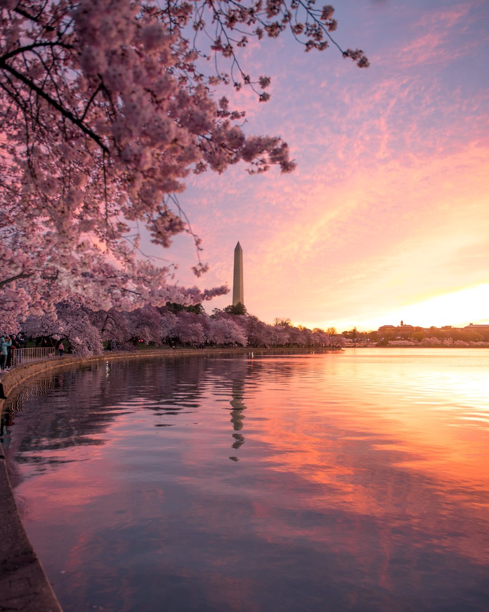 Yesterday's cherry blossom sunrise was 💯😎

<a href="/WashProbs/">Washingtonian Problems</a> <a href="/washingtondc/">Visit Washington, DC</a> <a href="/washingtonian/">Washingtonian 🌸</a> <a href="/PoPville/">PoPville</a> <a href="/capitalweather/">Capital Weather Gang</a> <a href="/NationalMallNPS/">National Mall NPS</a> <a href="/NatlParkService/">National Park Service</a> #WashingtonDC <a href="/usinterior/">US Dept of Interior</a> #findyourpark #NikonNoFilter #igdc <a href="/StormHour/">#StormHour</a> <a href="/ThePhotoHour/">#ThePhotoHour</a> <a href="/nikonusa/">NikonUSA</a> <a href="/cherryblossfest/">National Cherry Blossom Festival 🌸</a> <a href="/BuzzFeedStorm/">BuzzFeed Storm</a>