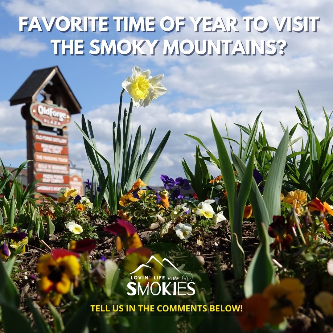 LovinLifeSmoky's tweet photo. Favorite time of year to visit the Smoky Mountains? #LovinLifeintheSmokies #LLIS #SmokyMountains https://t.co/oYismRVOFv