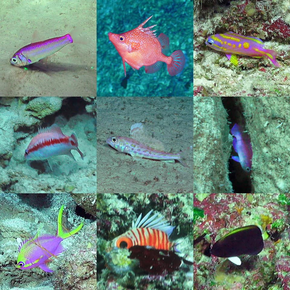 Tomorrow is Taxonomist Appreciation Day, and what better way to celebrate biodiversity and the people that help uncover it by doing fieldwork!