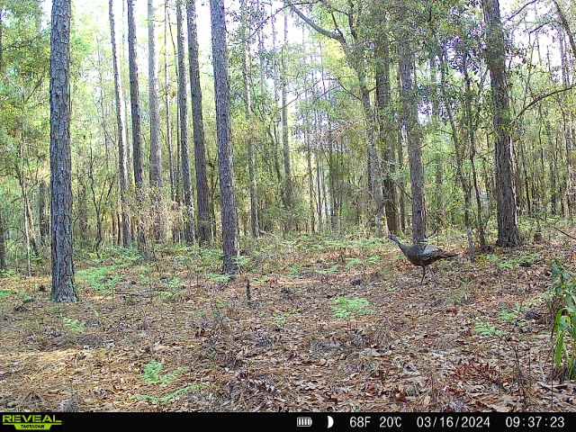 Edover60's tweet photo. Finally got one on the game cam in the back yard. 😁
#FLwildlife https://t.co/G1xC3W1s8u