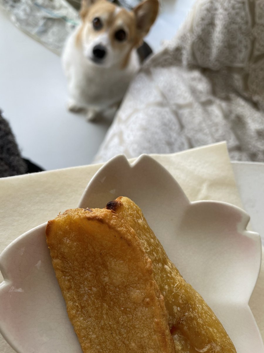 ssdfBkMzGZ2tbEQ's tweet photo. おはようございます
#今日の焼き色
#コーギー
#corgy https://t.co/OeUDeI453Y