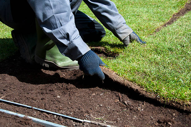 DCNurseryFL's tweet photo. Sod is a mature lawn that has been grown for at least 10-18 months before it is harvested for installation. It is commonly used for quick establishment of a lawn, and it can be installed at any time of the year. https://t.co/raLr2UGIOg