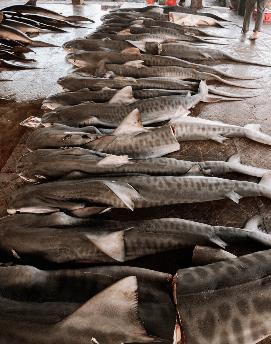 Despite anti-finning laws aimed at conserving sharks, a recent study by @cbcoceansguy & colleagues have revealed that global shark mortality rates have surprisingly risen over the past decade, driven in large part by increased demand for shark meat. This is a huge wake-up call.