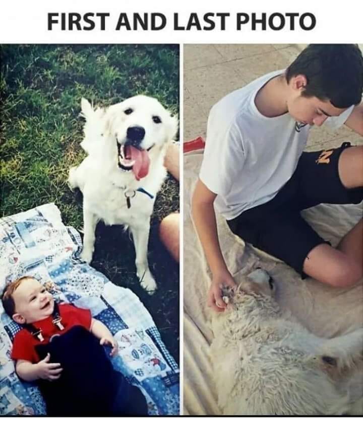 The Dalbo Dog tweet media