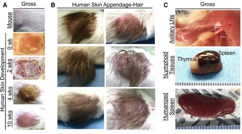 Scalps were taken from humans aborted at the gestational age of 18 to 20 weeks of pregnancy at the Magee-Women’s Hospital and the University of Pittsburgh Health Sciences Tissue Bank.

In 2020, researchers at the University of Pittsburgh published their work on the development of