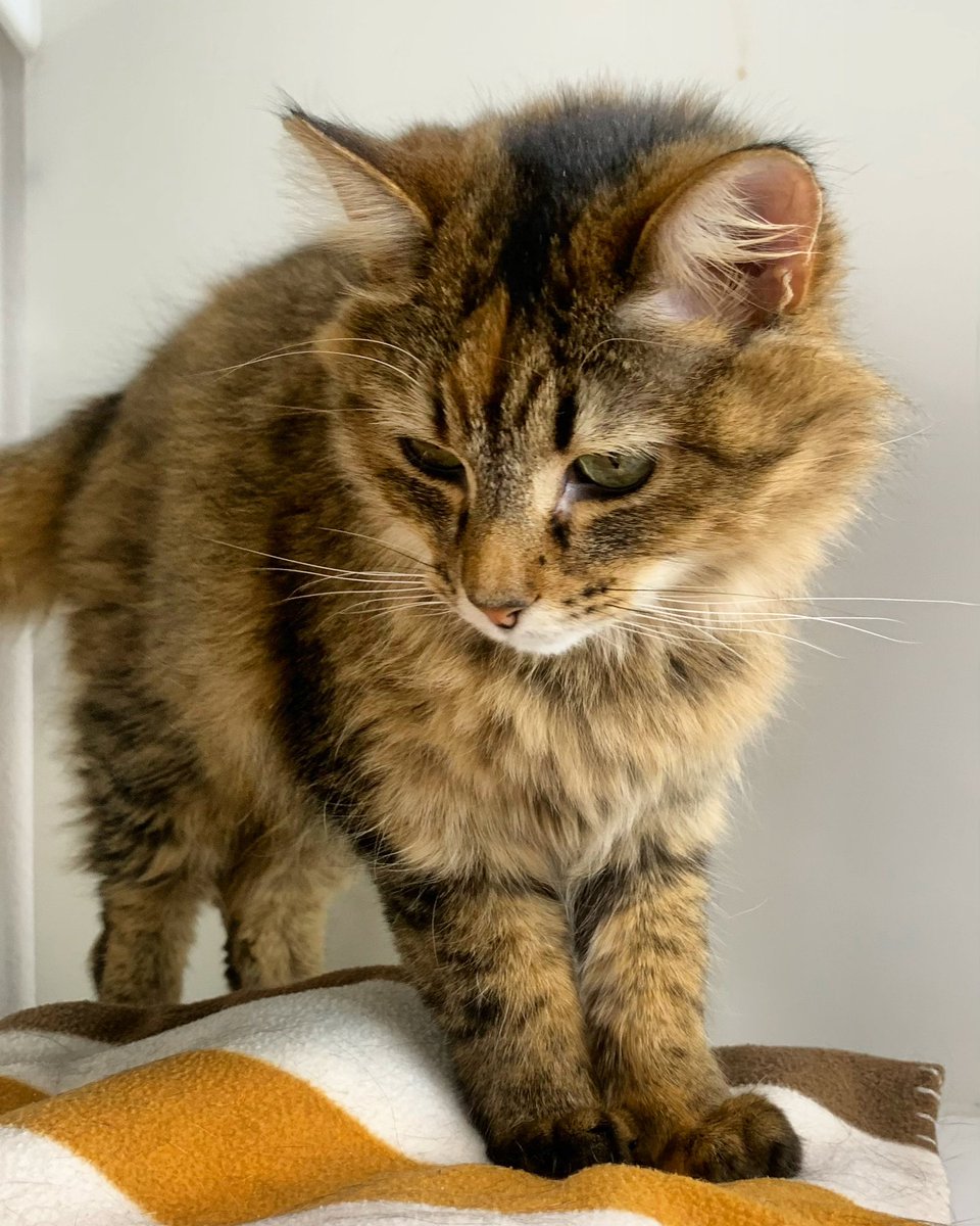 adtothebone's tweet photo. “How can I be a potato if I don’t have a couch?” — Potet
https://t.co/DSpHT0rvbP #potet #sheltercat #adoptdontshop #cats #catsoftwitter https://t.co/oJq1XhcUaz