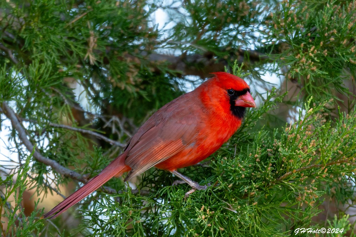 A Northern Cardinal in a cedar tree in the afternoon sunlight. #TwitterNatureCommunity #NaturePhotography #naturelovers #birding #birdphotography #wildlifephotography #NorthernCardinal