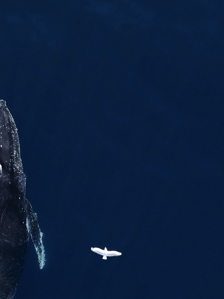 Where giants roam 🐋

#drone #wildlife #WHALES #photographer