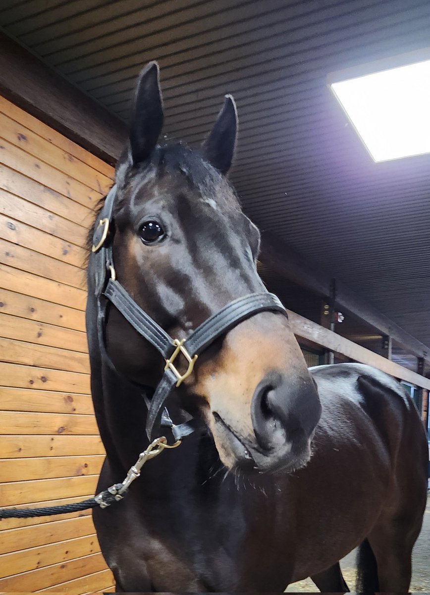 lisaky72's tweet photo. Jarreau is close to finding his new home! https://t.co/8RtjkovtT0