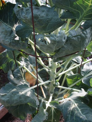 VonFonay's tweet photo. Hermoso ver crecer los tiernos Repollitos de Bruselas en las axilas de cada hoja de la planta en la #HuertaUrbana . Destino de ser salteados con aceite de oliva y ajo fresco . con @SouthOrganics https://t.co/WkYlYchMrs
