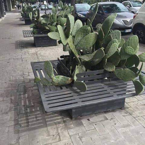 -¿Qué tipo de plantas ponemos en estos bancos?
-Unos geranios.
-No nos quedan.
-Tengo estás semillas pero no se de qué son.
-Tu tira, algo saldrá.