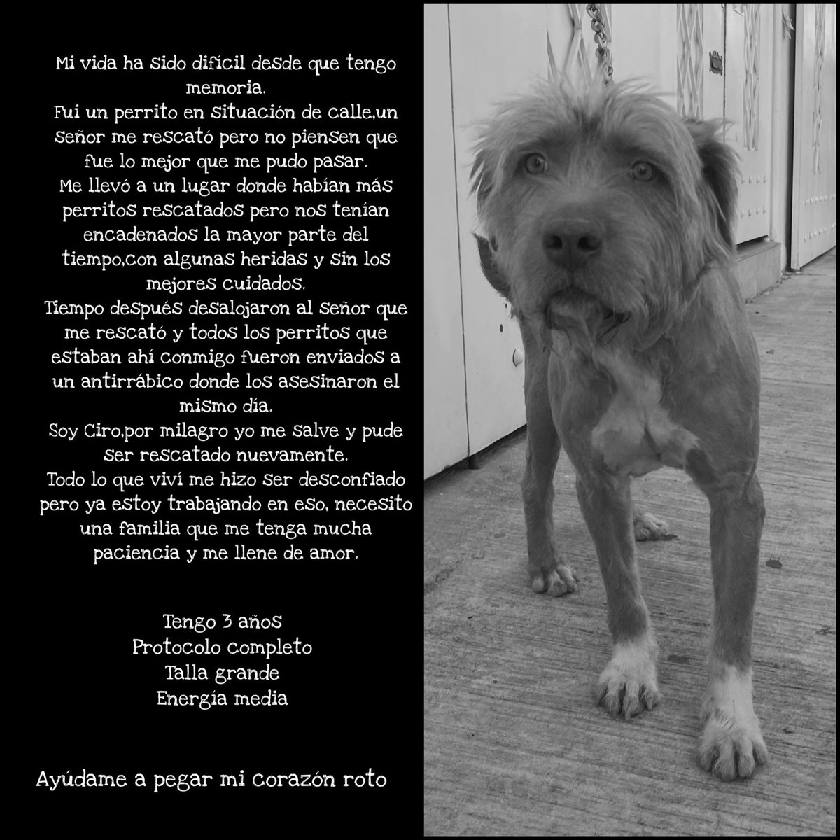 Adopta un perrito rescatado Estamos en CDMX