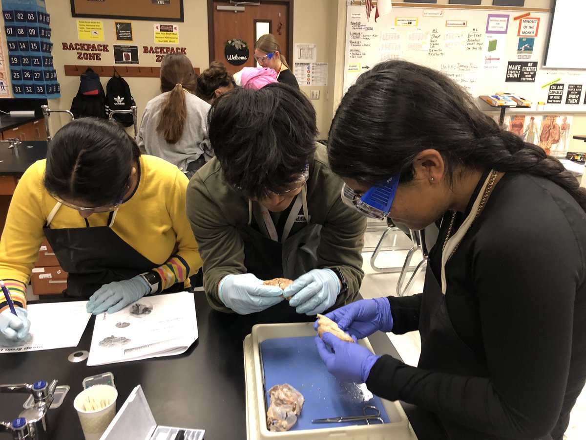 PhsReece's tweet photo. Brain mapping in progress! PHS Anatomy and Physiology Honors’ students create models of neurons and dissect sheep’s’ brains. @condarco_cesar @CTENCISD @PorterSpartans https://t.co/bSsXZDFqxk