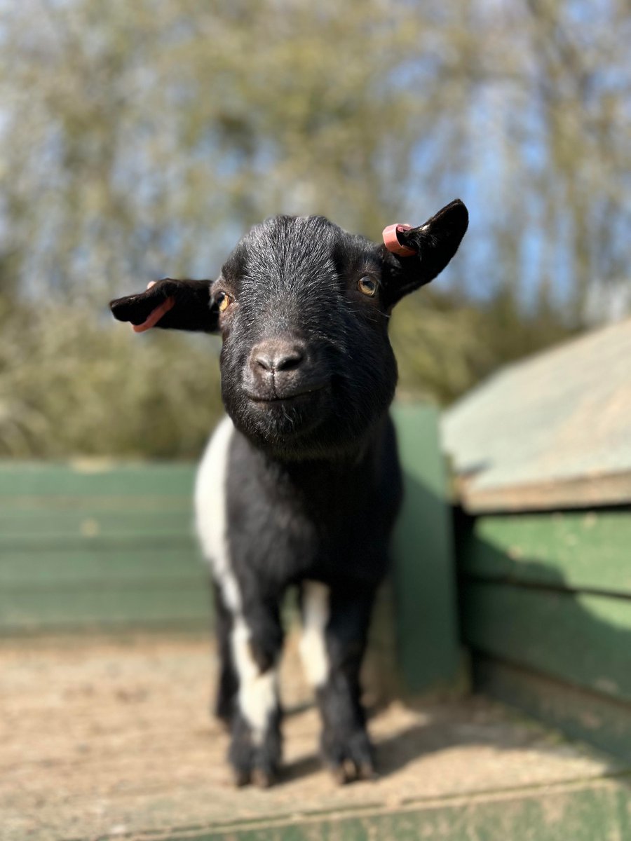 Blitzen looking very regal and excited to meet her public! Unlike other farm attractions, our visitors actually get to enter the pens with our friendly animals. Type in pigsdiscount24 at online check out to get 20% off!