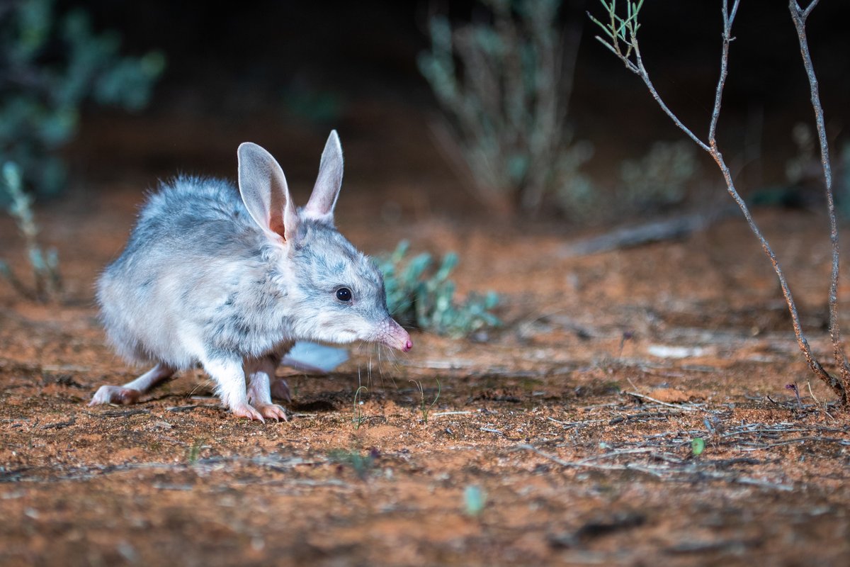 Results are in from our 2024 Easter Bilby Census and it’s good news for the Bilby! 🌟

Dive into the detail 👉 bit.ly/AWC-2024-Bilby…

📷 B Leue/AWC

#AWC #AustralianWildlife #BilbyCensus2024 #BilbiesNotBunnies #Easter