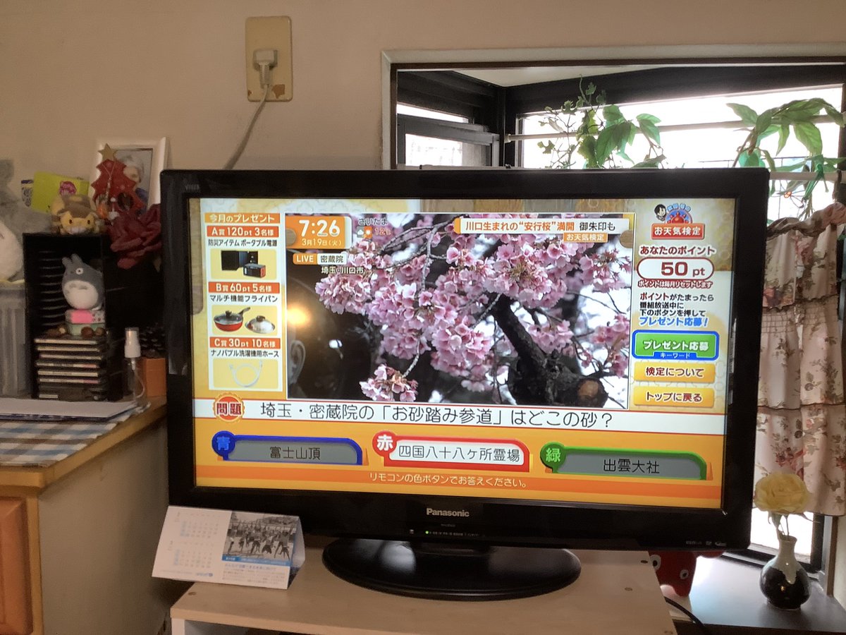 takeuchiYo25264's tweet photo. 東京は花曇りで寒いです。朝の5チャンネルで、先日「道草の会」で行った植木の街・川口安行の密蔵院の早咲き桜「安行桜」をやっていました。満開。今月いっぱい持つそうです。
それにしてもプーチンの30年支配。「歴史の逆行」。困ったもんです。 https://t.co/NkEgdMx15J