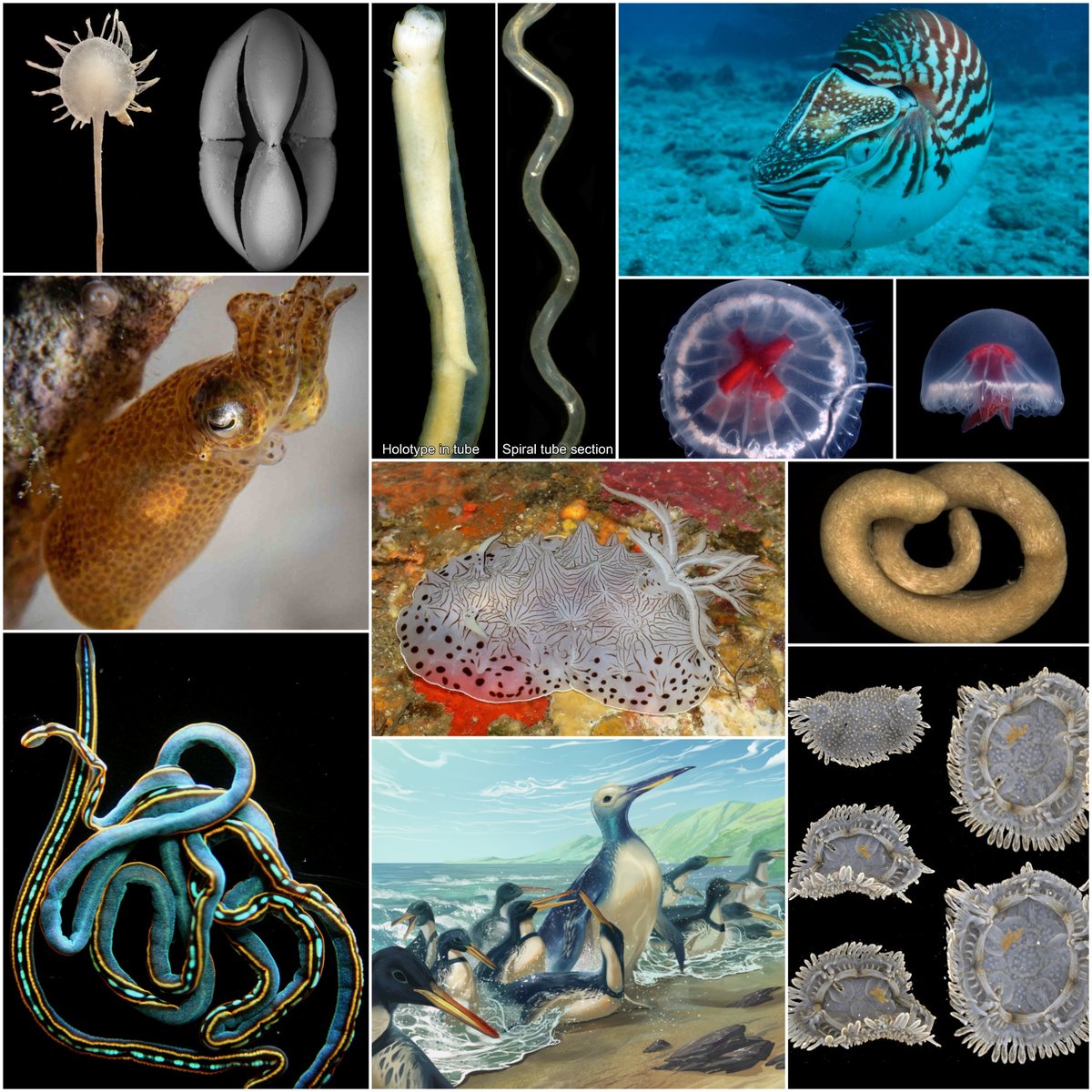(2/2) Today @WRMarineSpecies thanks all editors for this important task. And we celebrate the work of taxonomists with the WoRMS list of the top-ten marine species described in 2023! lifewatch.be/en/2024.03.19-…