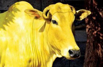 THREAD 

L'HISTOIRE DE LA VACHE JAUNE (DE SOURATE BAQARA)