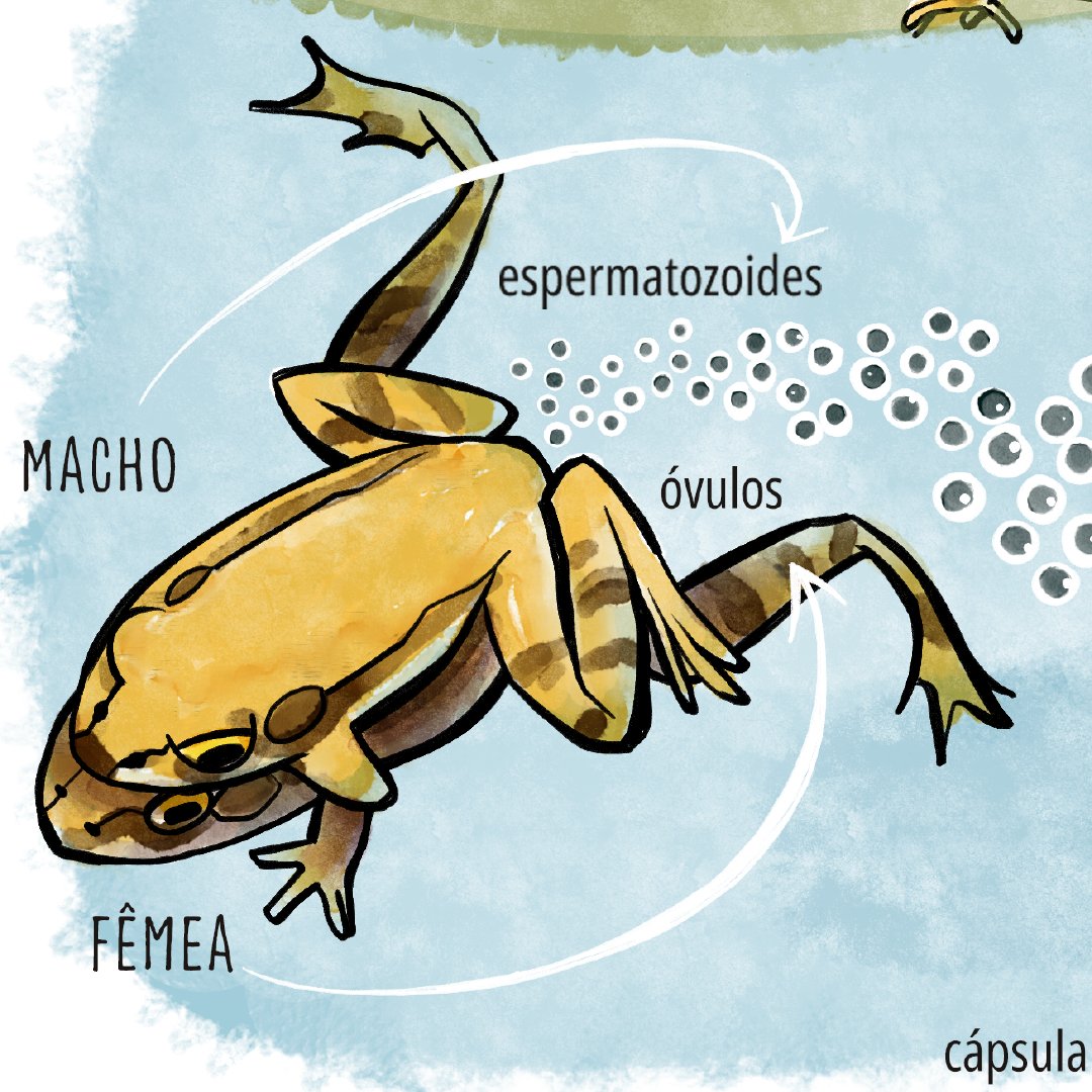 eldes's tweet photo. Ciclo de Vida de um Anfíbio Anuro: ilustração para o volume Água e Sustentabilidade, do ProfCiAmb. 
Veja mais, incluindo as capas e logotipo, aqui pela hashtag #eldes_proficiamb, ou no https://t.co/UUTQeNECHS

#ArteEducativa #Sustentabilidade #Anfíbios #ProcessoCriativo https://t.co/BxRpQOIxeL
