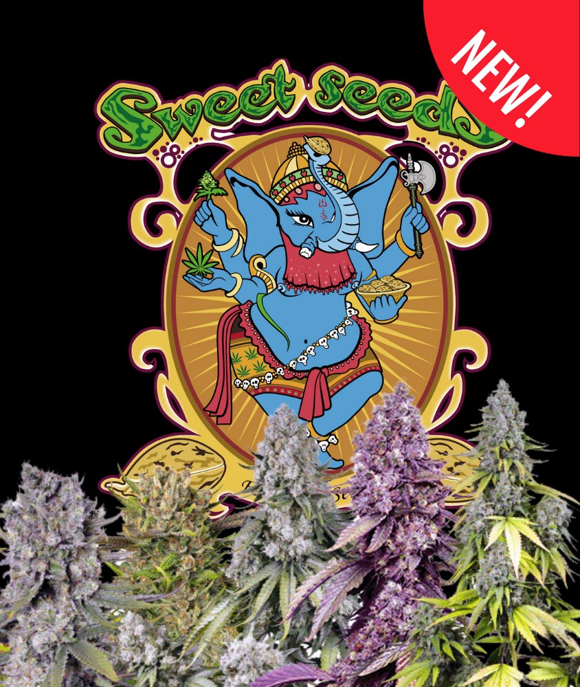 gorillaseeds's tweet photo. New Strains 2024 Sweet Seeds
https://t.co/IyQJagDEt1 https://t.co/tLqLOhgwrm
