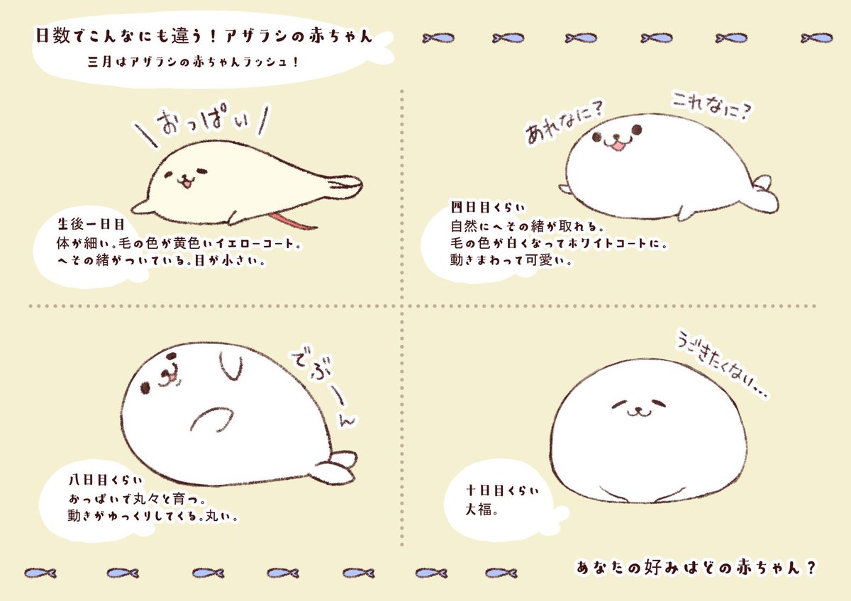 3月はアザラシの赤ちゃんラッシュ🦭 白いフワフワ姿は2週間程なので観