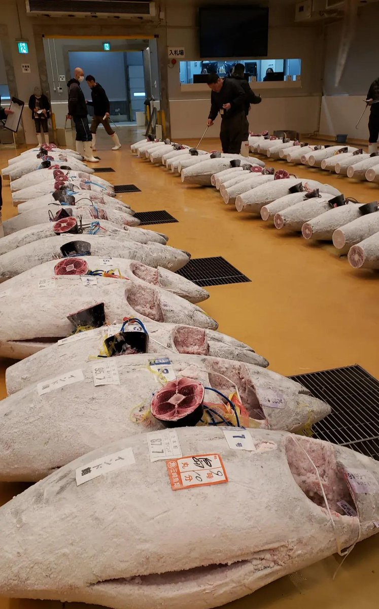 MisakiMaguro_'s tweet photo. 🐟卸売り用まぐろの仕入れ🐟
#三崎魚市場 https://t.co/tKSLlNL4A9