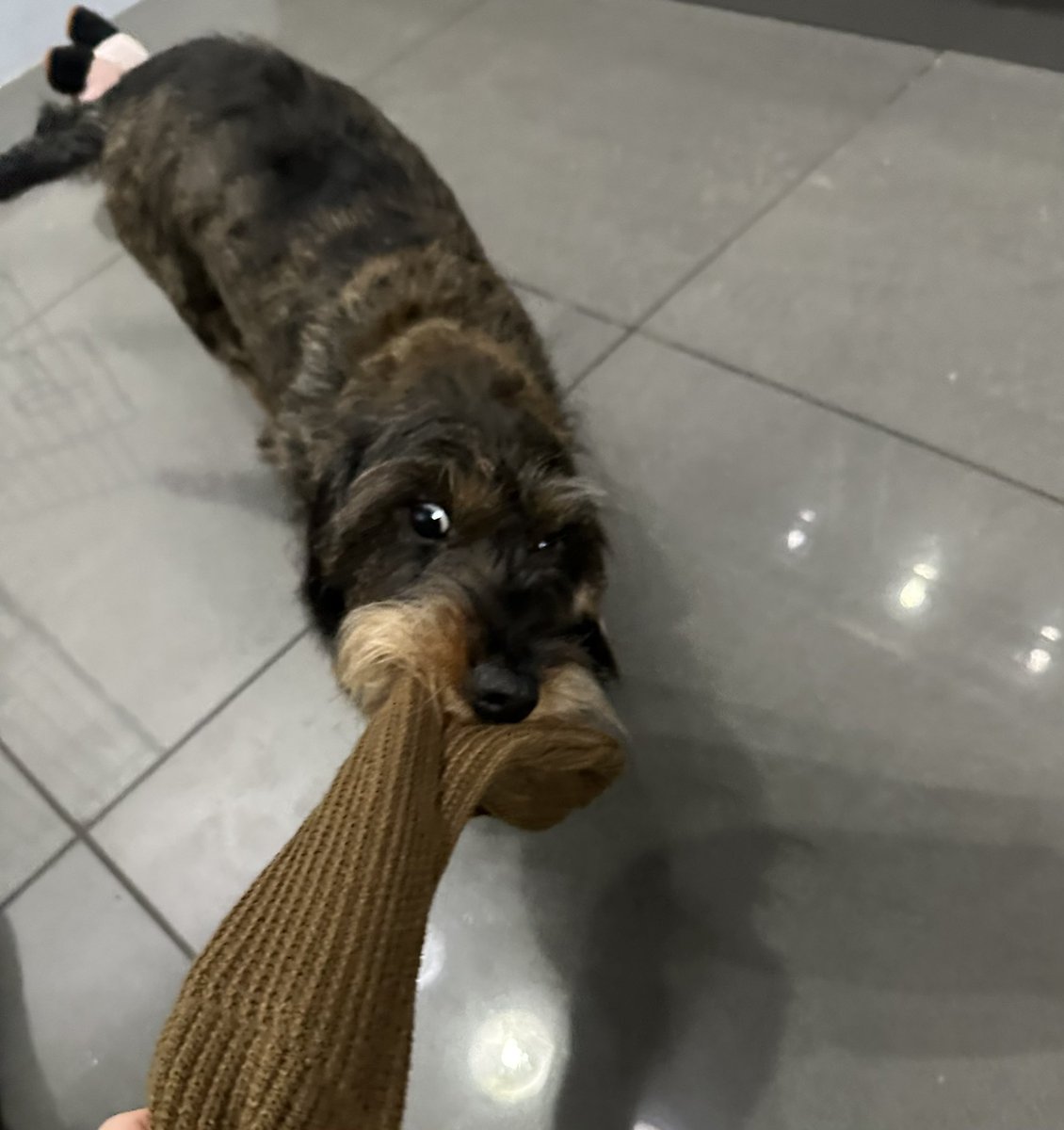 ohioclownsnft's tweet photo. Dachshund Dev, Wif out the Hat 

🤯REPOST TO BREAK INTERNET🤯

$btc $gool $eth $sol $arb $matic $ada $xrp $omi $doge $lunc $luna $block $floki $vet $matic $bnb $usdt #btc    #binance    #metamask #Arbitrum #crypto #bnb    #capital #kucoin #nftcommunity #fuzzies #beeple #Solana #veve #omi #ecomi