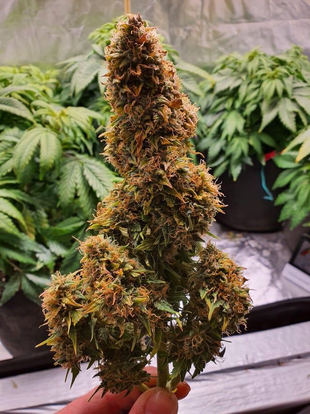 Posted by
u/ssargdons
Northern Lights auto from seedsman. Grew in soil under LED Qb.
🌿 #GrowYourOwn #NorthernLightStrain #CanaKush 🌿