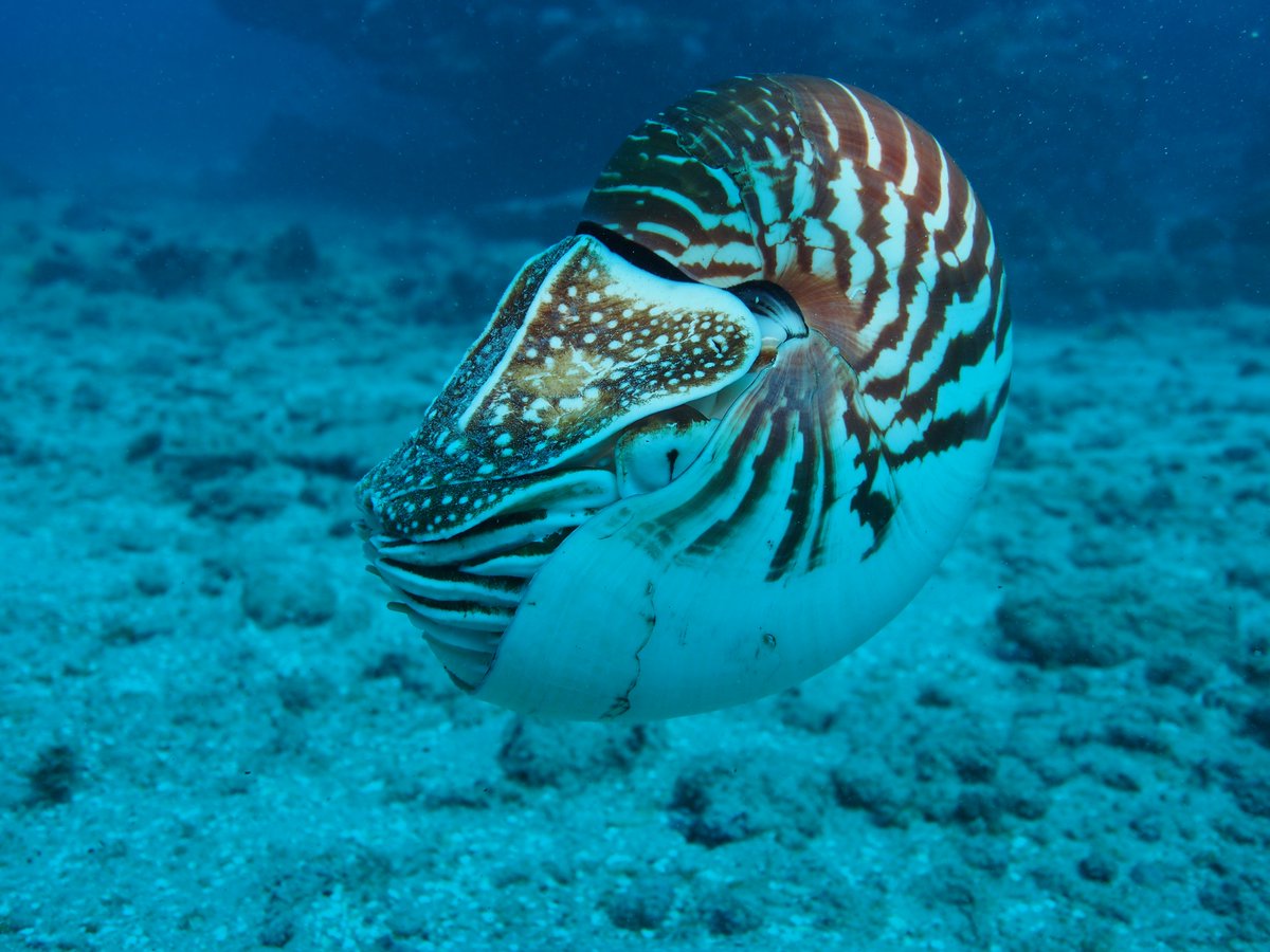 (5/10) Meet The Samoan Nautilus, one of three new species of Nautilus described in 2023. lifewatch.be/en/worms-top10… #toptenmarinespecies #taxonomistappreciationday #OceanDecade #GenOcean #marinespecies #savethenautilus