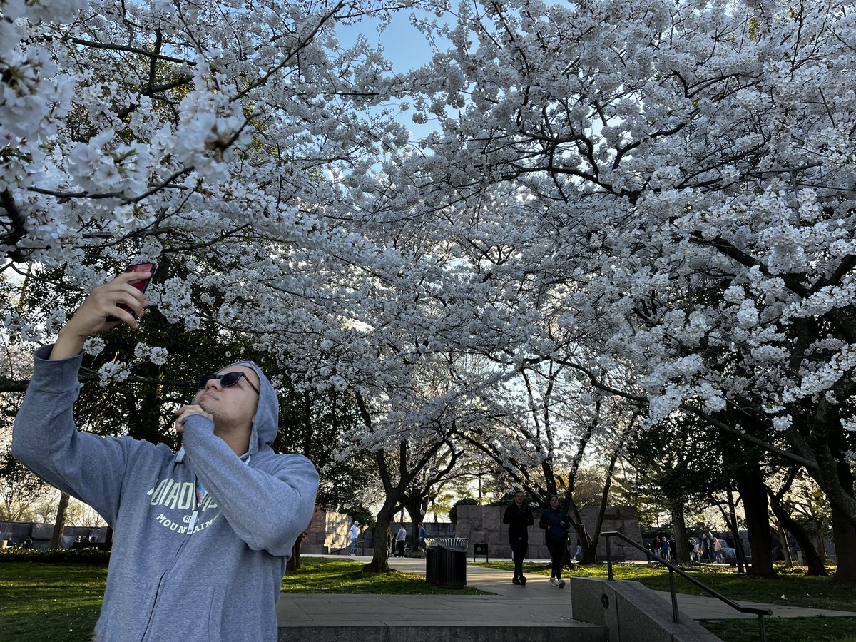 zdlowe's tweet photo. Cherry blossoms! 🌸 🌳 

#PeakBloom
#LongLiveStumpy https://t.co/EU471j2HoH