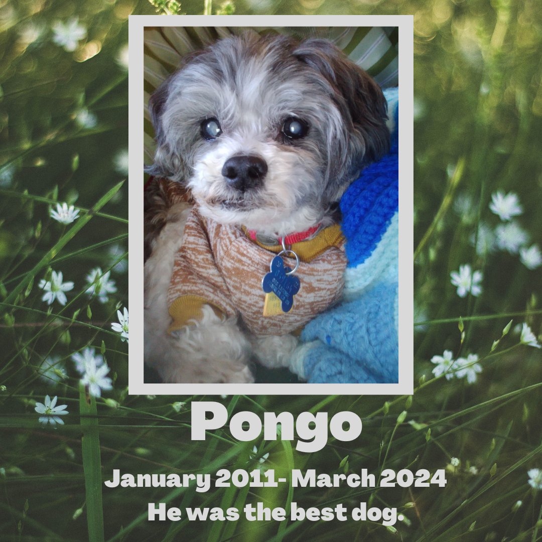 Ms. Yingling Reads . tweet media