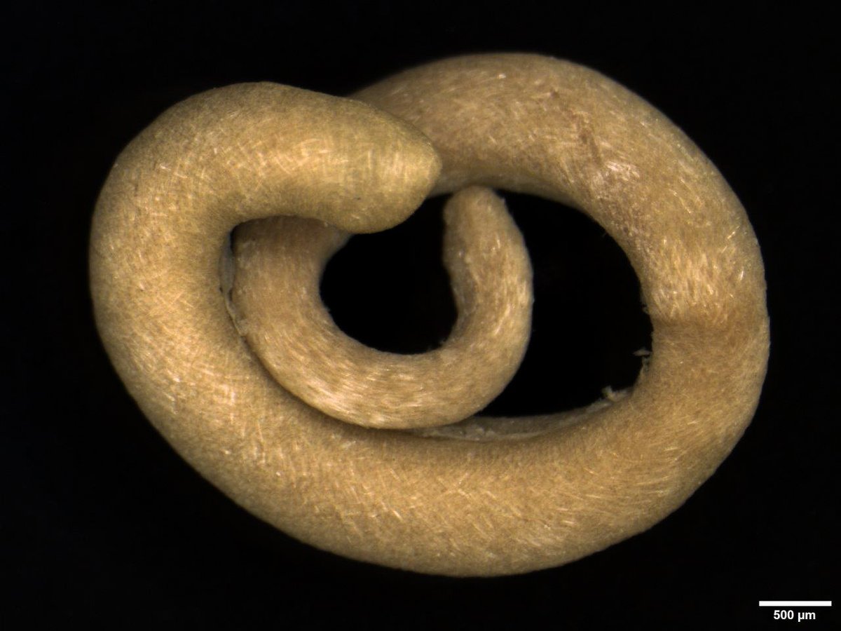 (7/10) Ever heard of Aplacophora, worm-like molluscs covered by spiny spicules rather than a single or paired shell? Meet Bouchet’s Dorymenia. lifewatch.be/en/worms-top10… #toptenmarinespecies #taxonomistappreciationday #OceanDecade #GenOcean #marinespecies #deepsea