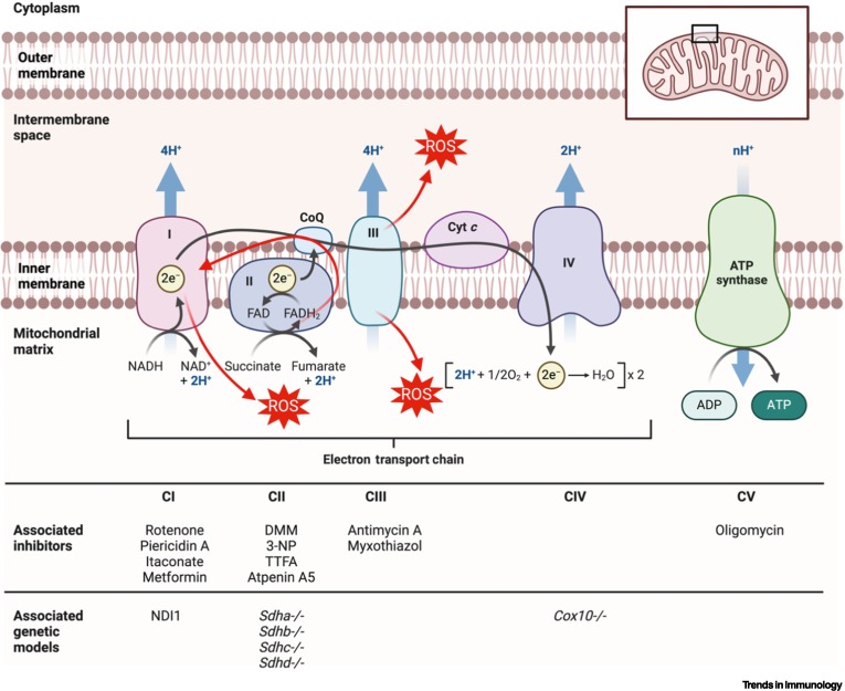 Unlocking potential: the role of the electron transport chain in immunometabolism dlvr.it/T4GYMY #immunology