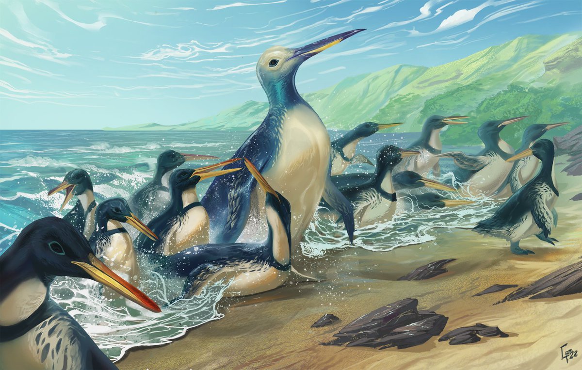 (9/10) The fossil Fordyces's Giant Penguin appears to be the largest penguin ever discovered and would have towered over modern penguins. lifewatch.be/en/worms-top10… #toptenmarinespecies #taxonomistappreciationday #OceanDecade #GenOcean #marinespecies