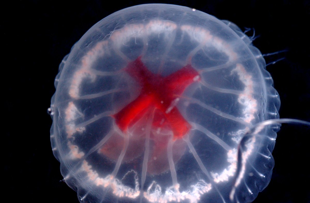 WRMarineSpecies's tweet photo. (10/10) Despite the unique appearance of St. George's Cross Medusa, there was almost 20 years between its 1st and 2nd observation.

https://t.co/rHyWuv5i7d

@JAMSTEC_PR #toptenmarinespecies #taxonomistappreciationday #OceanDecade #GenOcean #marinespecies #deepsea https://t.co/a0DOUl4dol