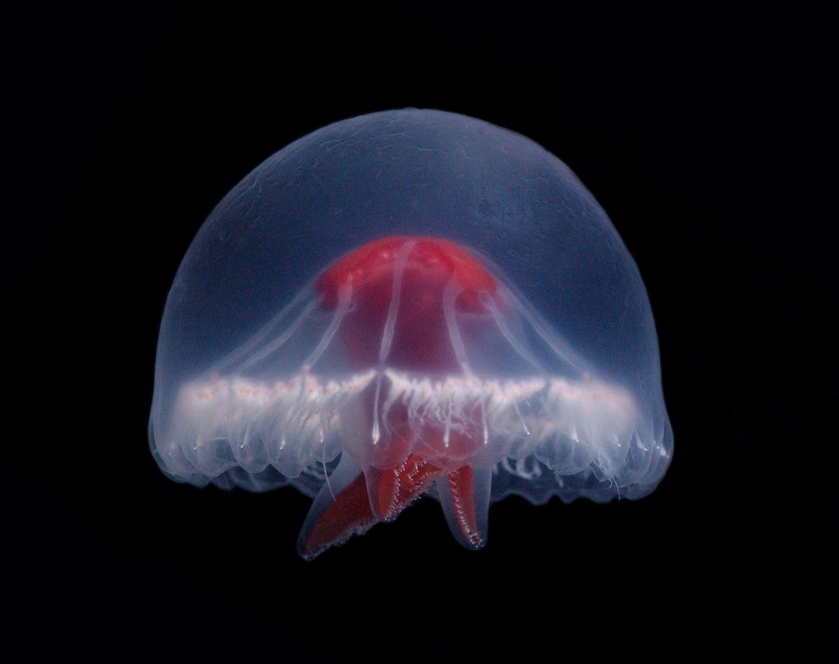 WRMarineSpecies's tweet photo. (10/10) Despite the unique appearance of St. George's Cross Medusa, there was almost 20 years between its 1st and 2nd observation.

https://t.co/rHyWuv5i7d

@JAMSTEC_PR #toptenmarinespecies #taxonomistappreciationday #OceanDecade #GenOcean #marinespecies #deepsea https://t.co/a0DOUl4dol