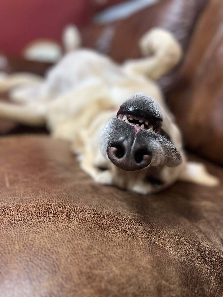 SawyerInsurance's tweet photo. Someone is already asleep… #juniortheinsurancedog https://t.co/hQx1IJvakp