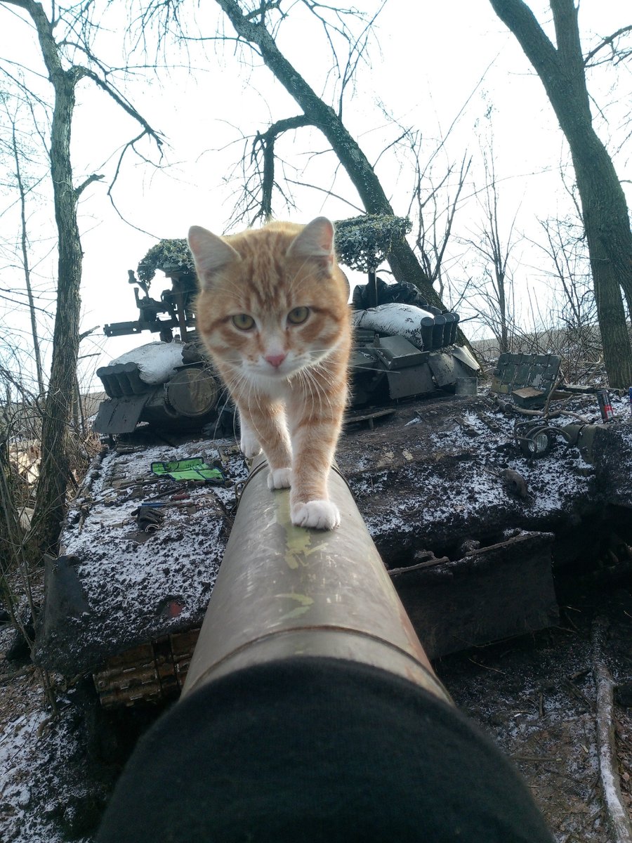 30 January 2024
Russian-occupied #Luhansk Oblast, #Ukraine 

Cat with a T-80U belonging to Russia's 4th Guards Tank Division, 1st Guards Tank Army, Western Military District.