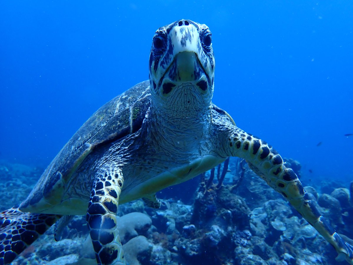 Fabulous 🐢🐢🐢🐢😎