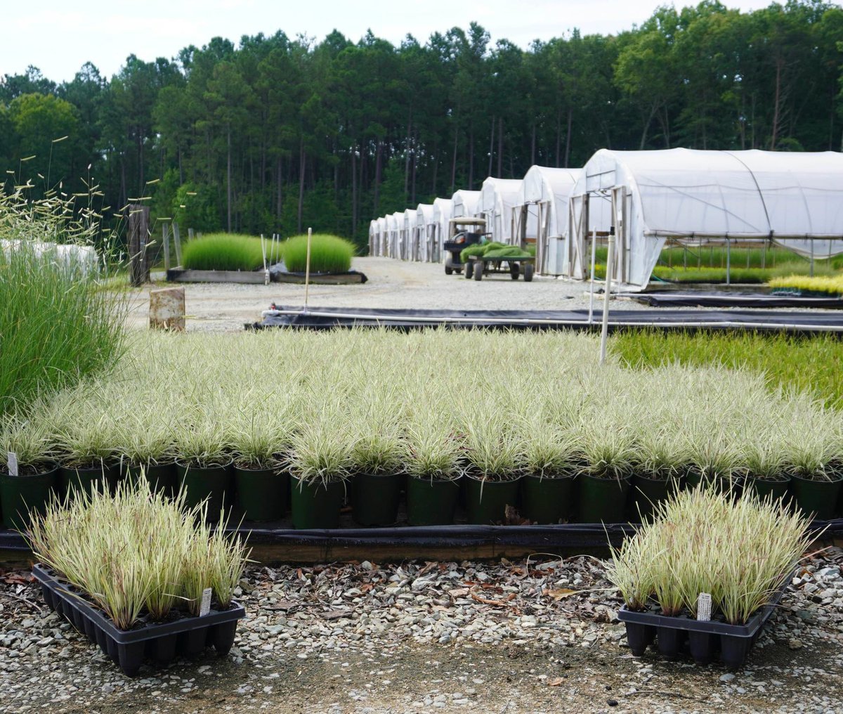 Hoffman Nursery tweet media